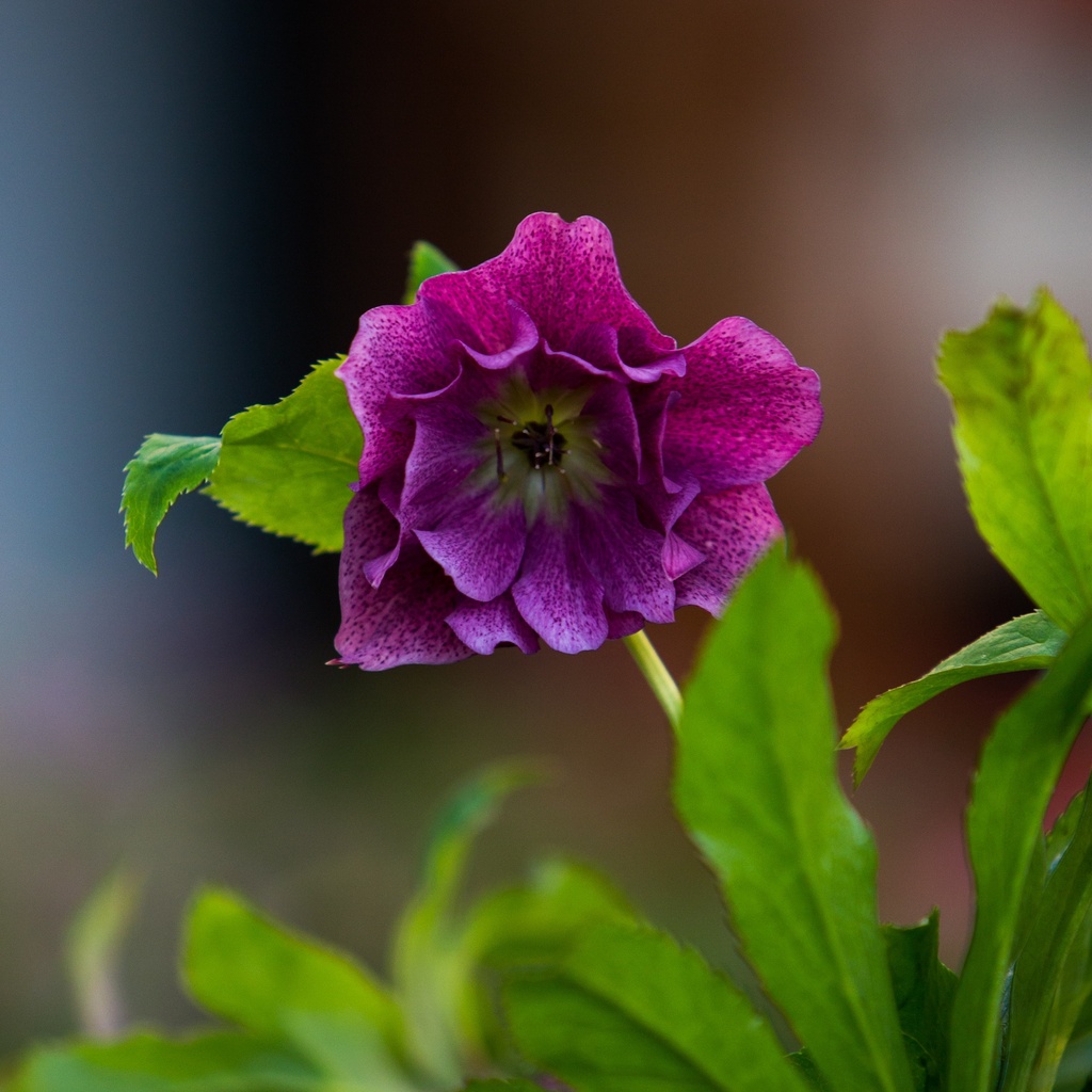 Helleborus orientalis 'Elly'