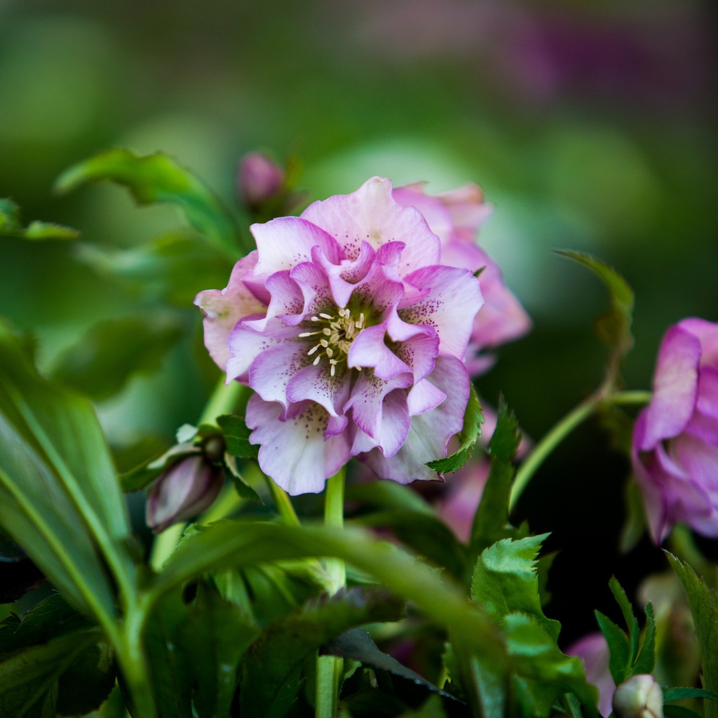 Helleborus orientalis 'Frilly Isabelle'