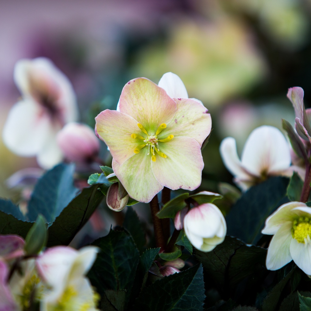 Helleborus hybrides