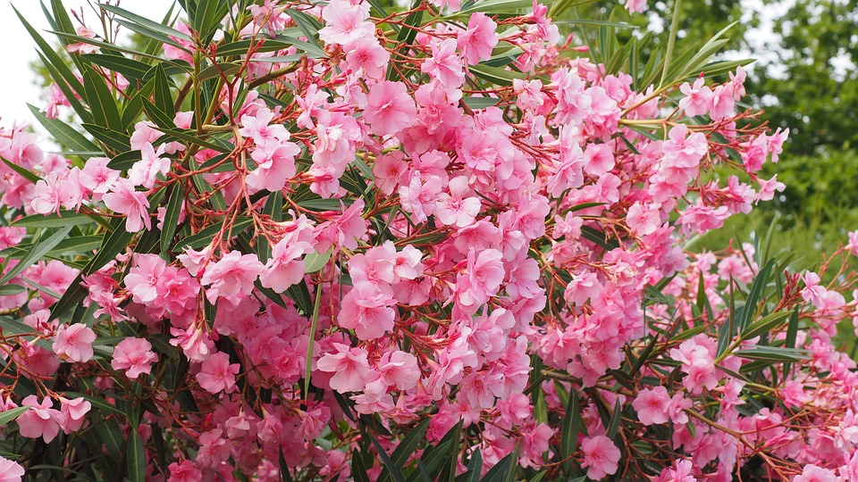Nerium oleander