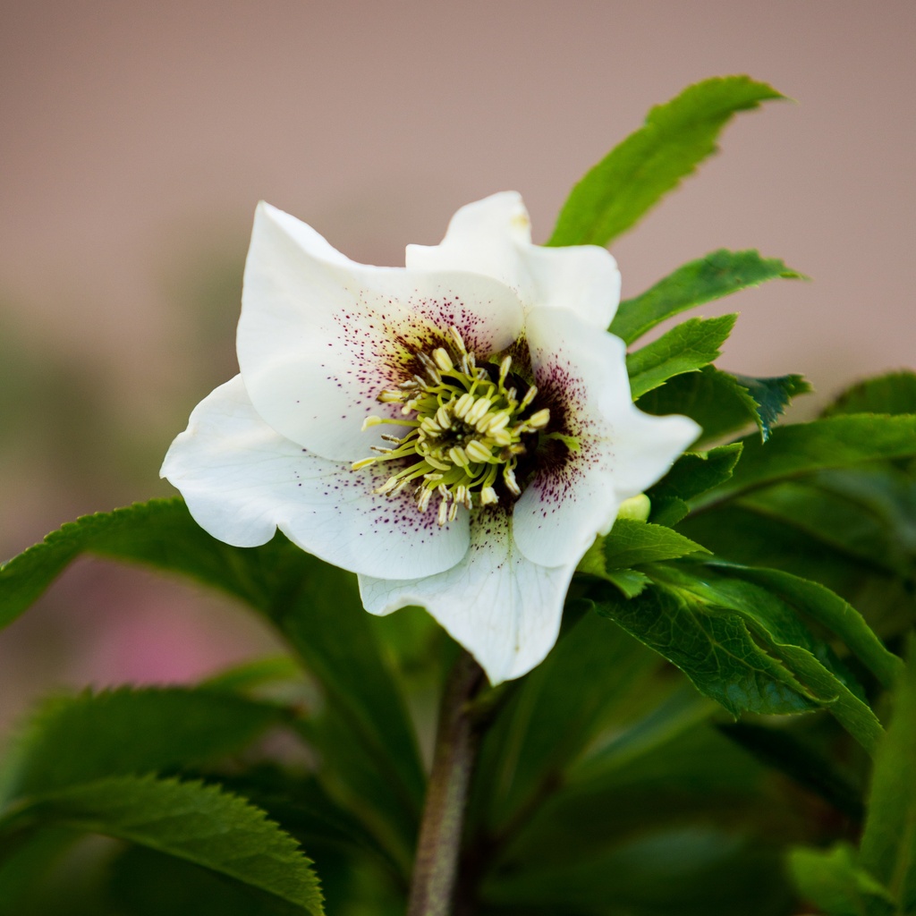 Helleborus orientalis 'Tiffany'
