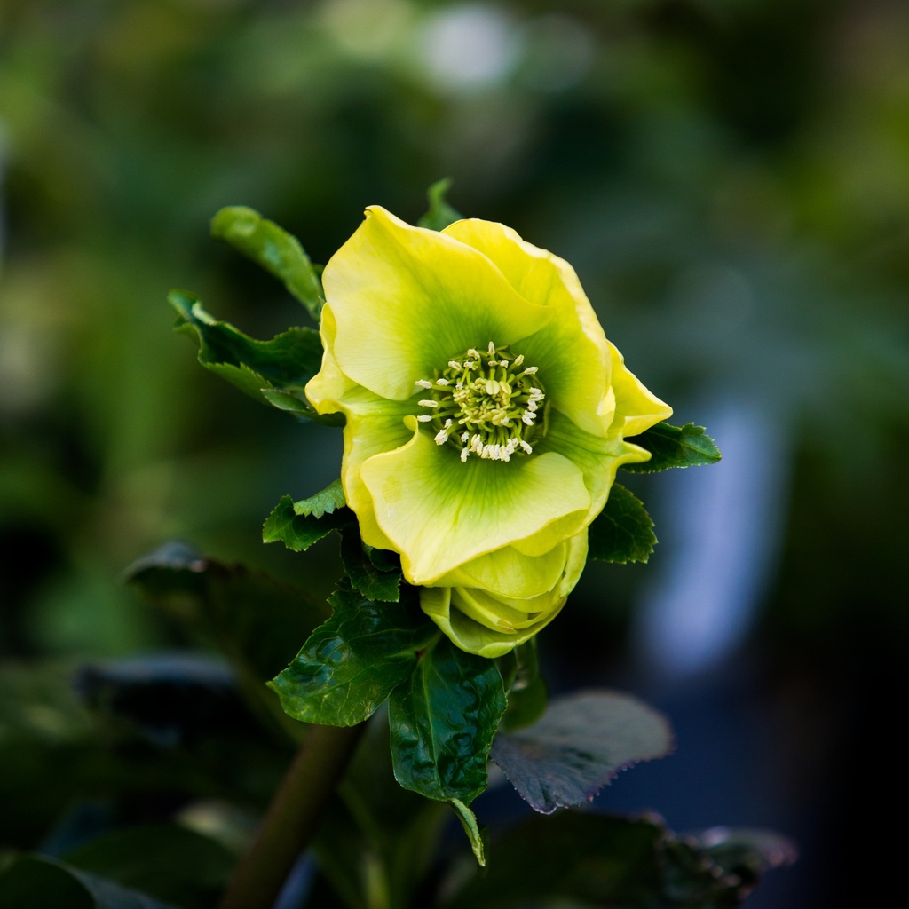 Helleborus orientalis 'Sally'