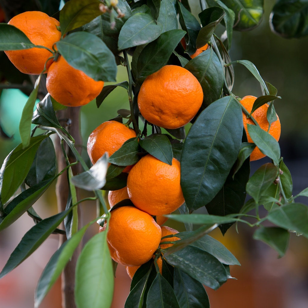 Citrus unshiu 'Satsuma'