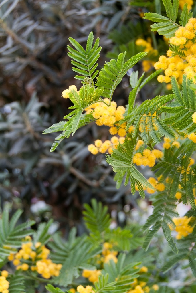 Acacia dealbata 'Gaulois'
