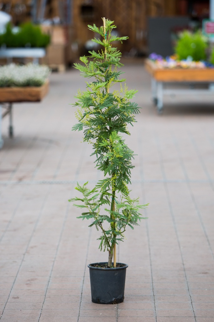 Acacia dealbata 'Gaulois'