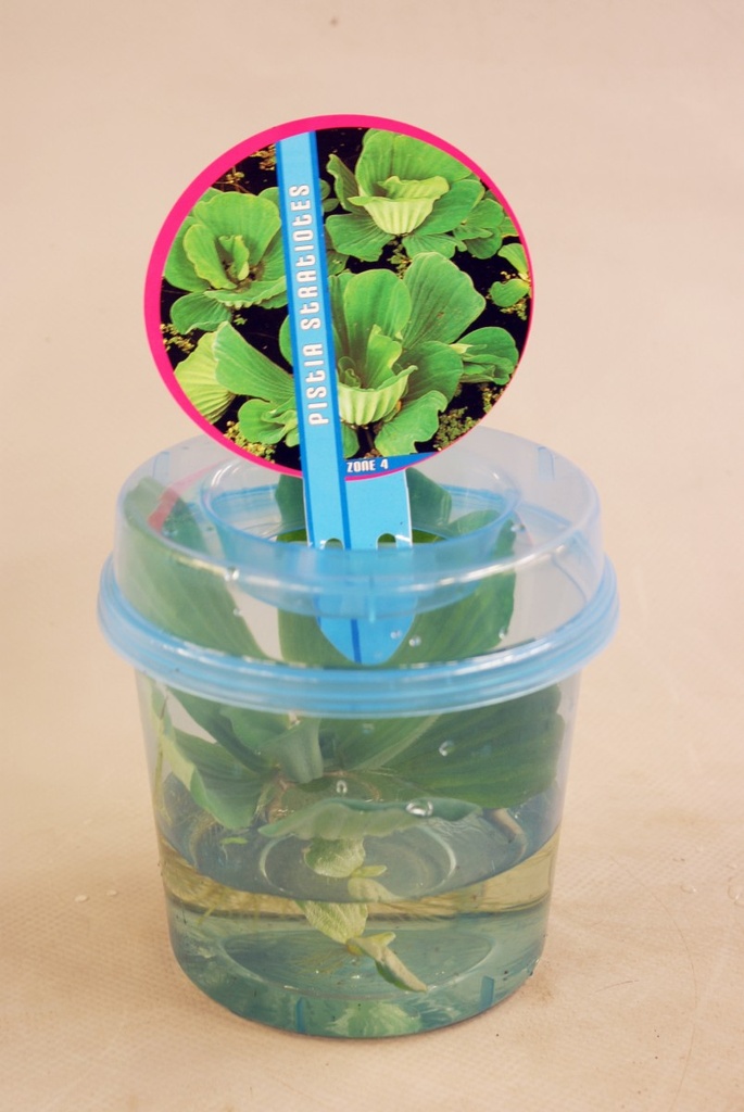 Pistia stratiotes