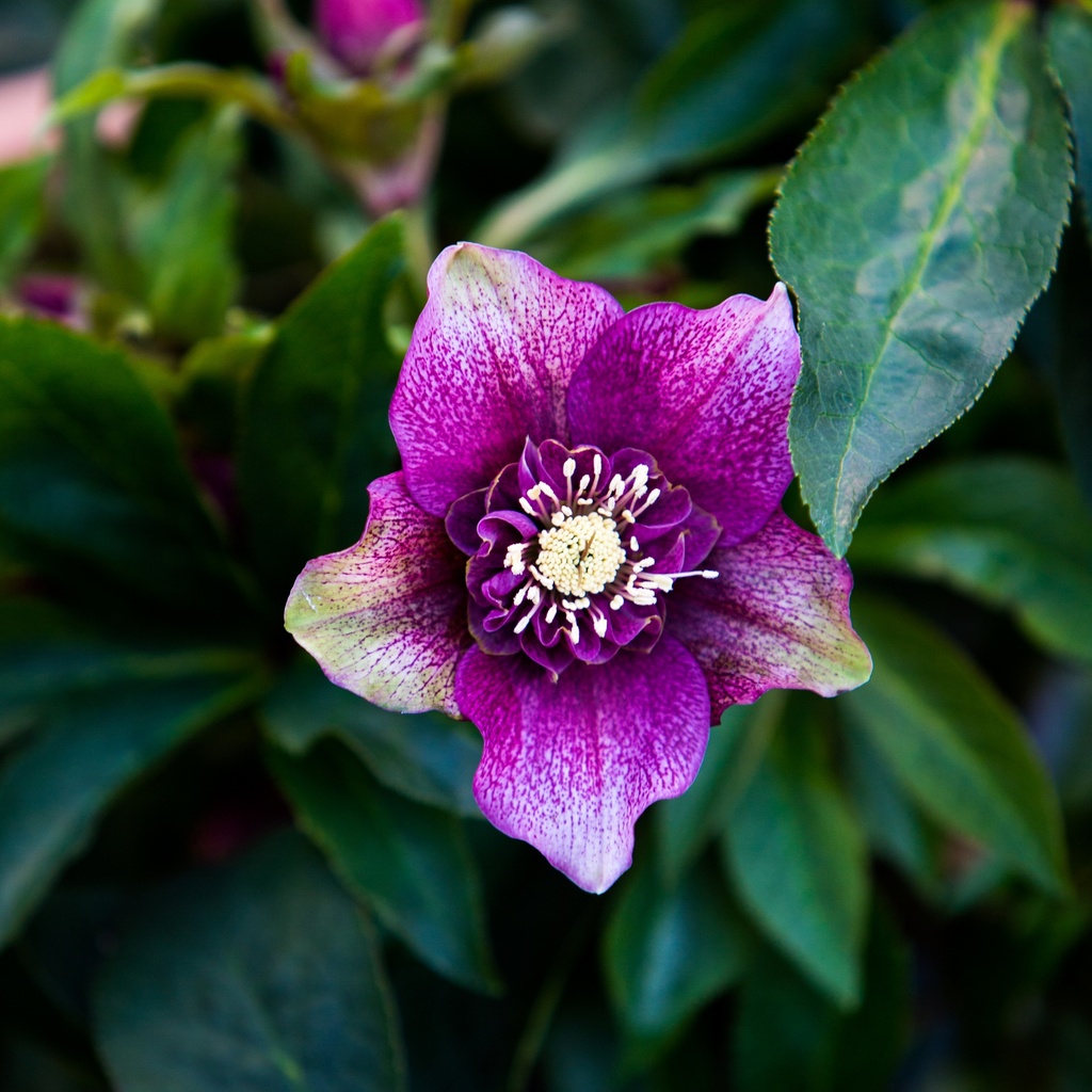 Helleborus orientalis 'Tutu'