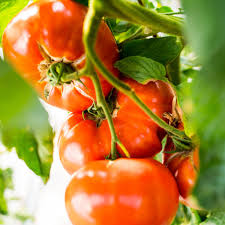 Tomate greffée 'Maxi Red'