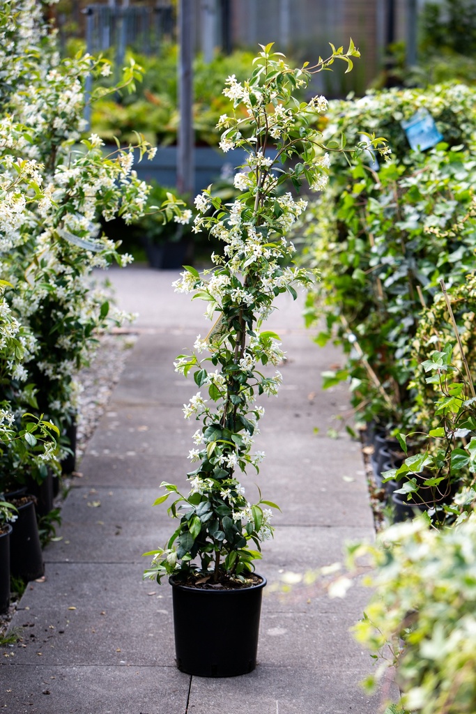 Trachelospermum jasminoides