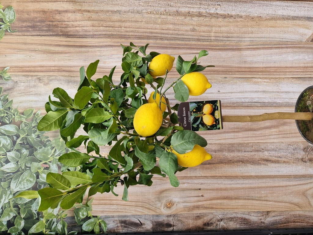 Citrus limon