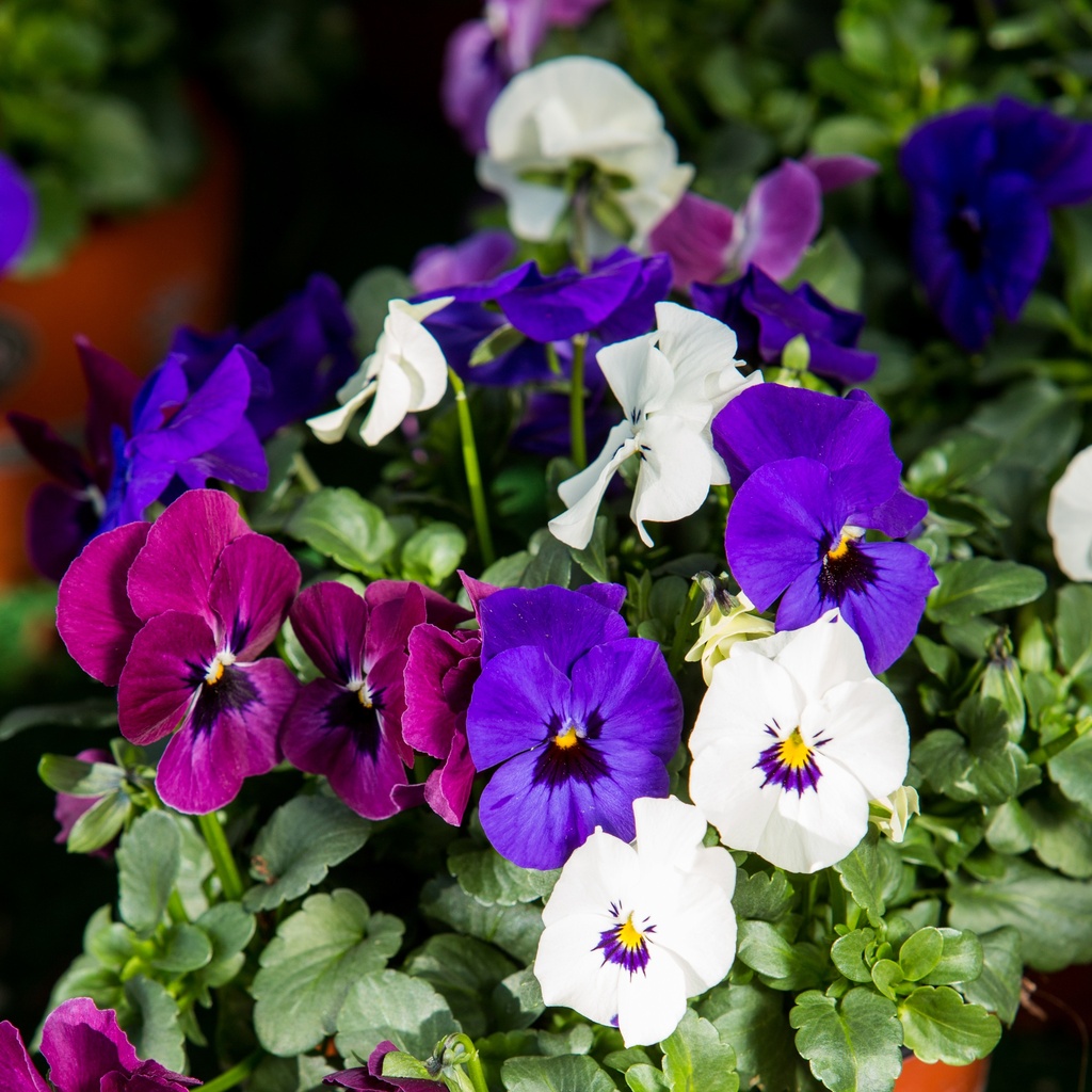 Viola cornuta 'Trio'