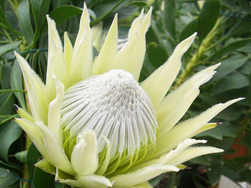 Protea cynaroides 'White Crown'