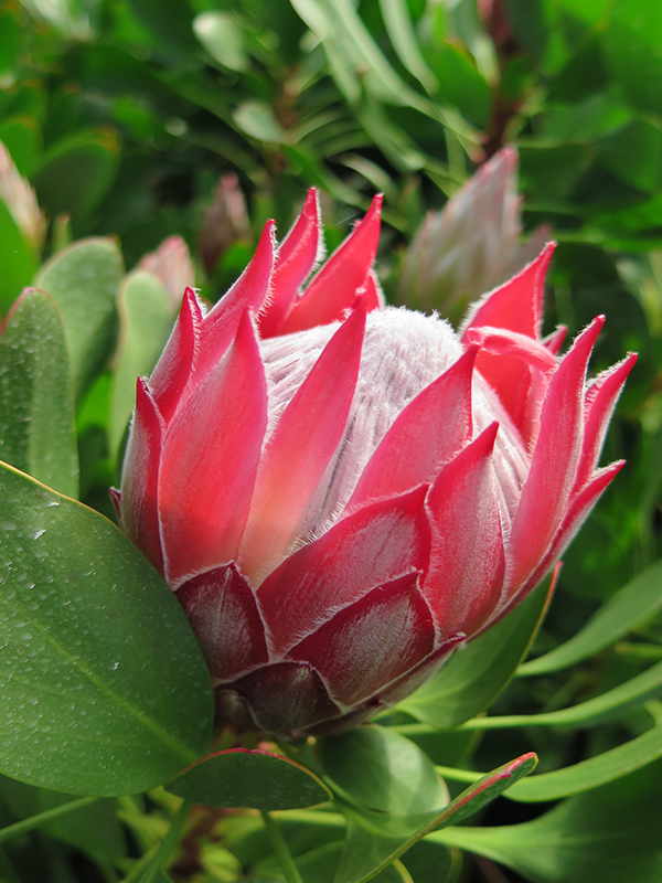 Protea cynaroides 'Little Prince'