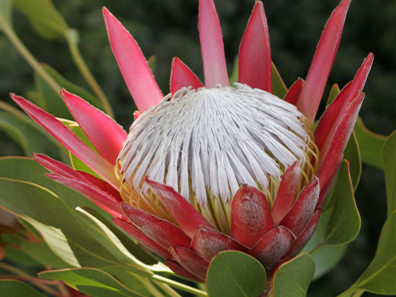 Protea cynaroides 'Madiba'