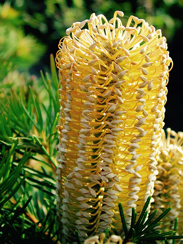 Banksia spinulosa 'Birthday Candle'