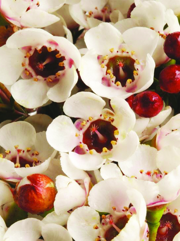 Wax Flower / Fleur de cire 'Moonlight Delight'