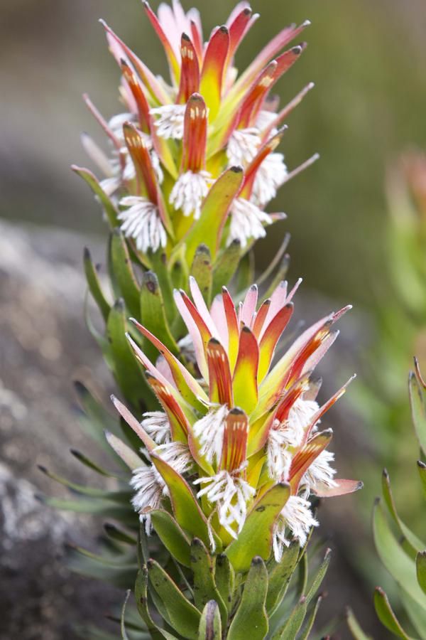 Mimetes cucullatus 'Crackerjack Red'
