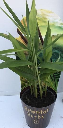 Alpinia galanga 'Oriental'
