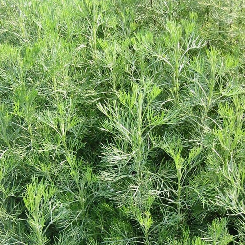 Artemisia abrotanum