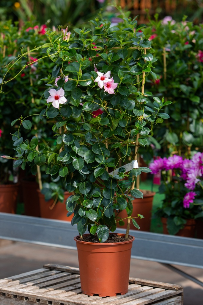 Dipladenia 'Summerst Pink'