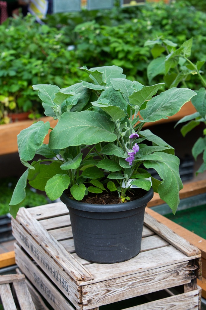 Aubergine 'Ophelia'
