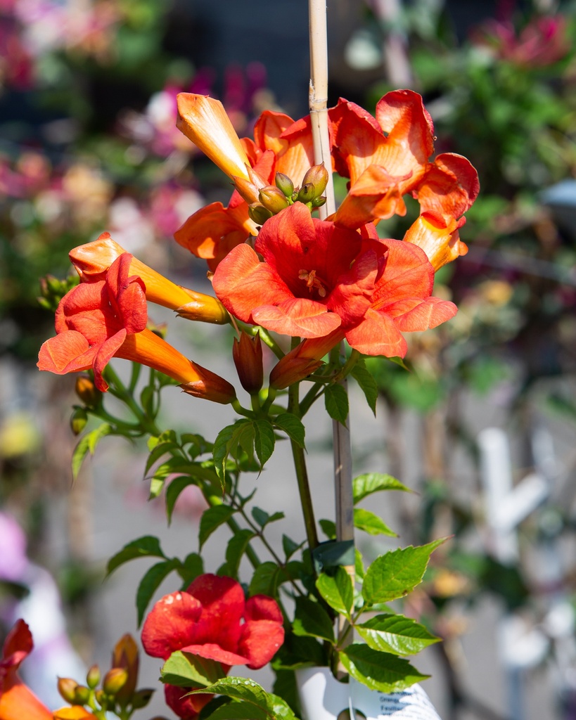 Campsis grandiflora