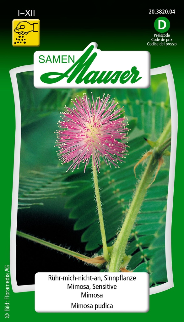 Mimosa pudica