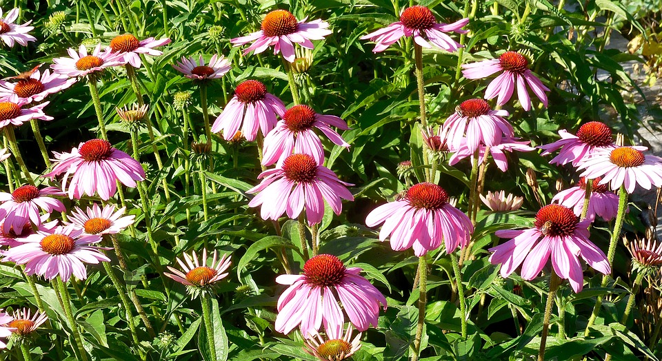 Echinacea