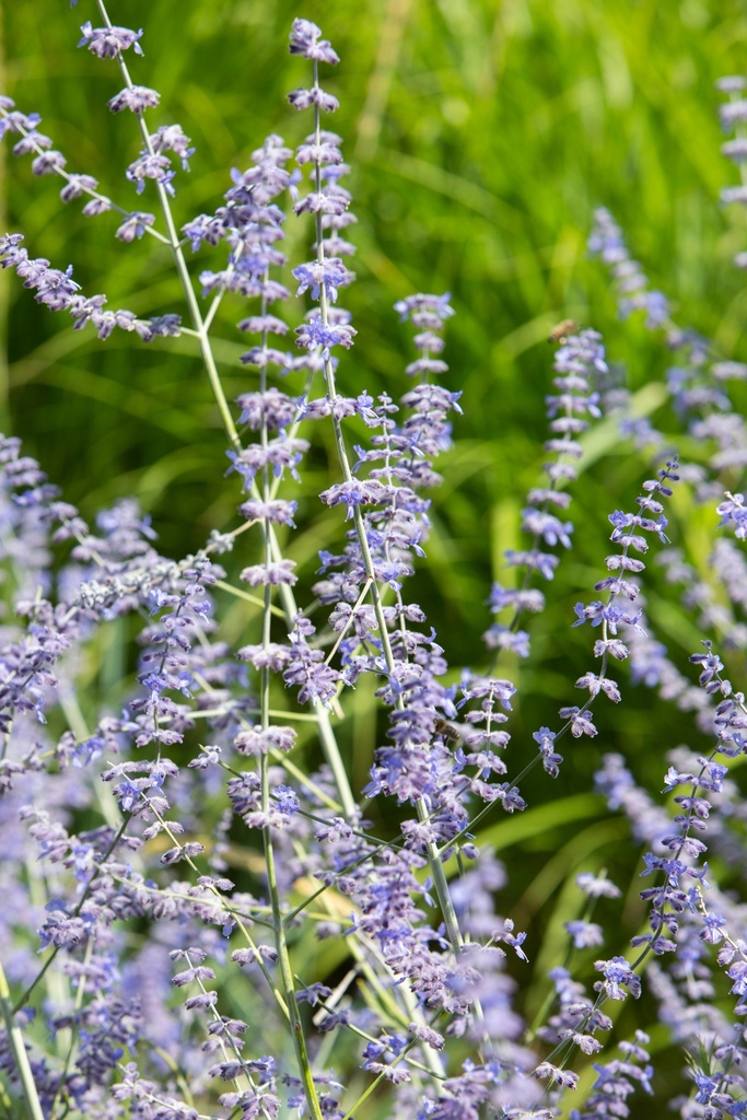 Perovskia atriplicifolia 'Blue Spire'