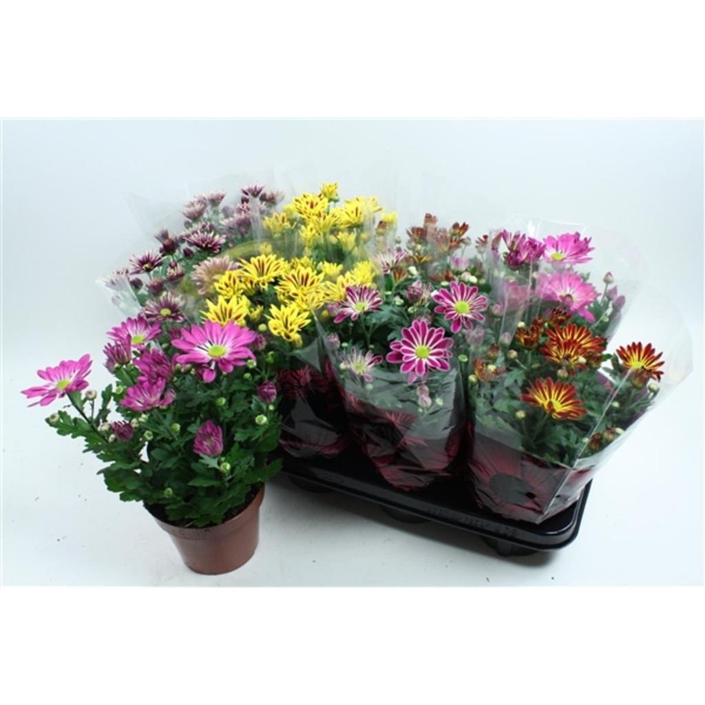 Chrysanthème