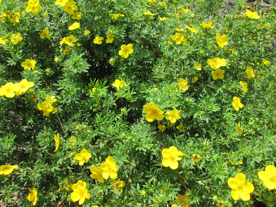 Potentilla fruticosa 'Goldfinger'