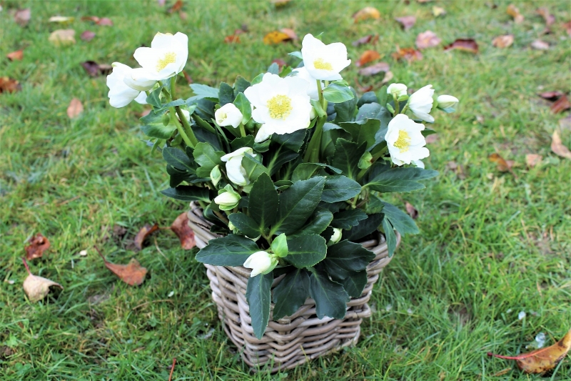 Helleborus niger