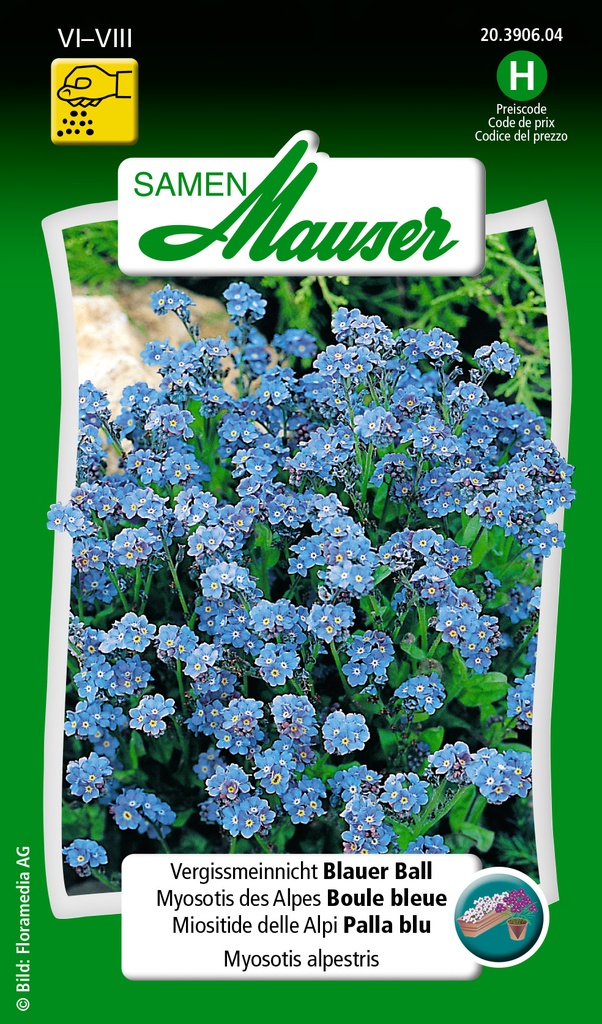 Myosotis des Alpes Boule bleue