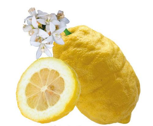 Citrus medica