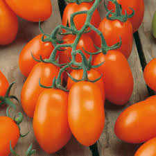 Tomate greffée 'Mirado Orange'