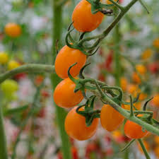 Tomate greffée 'Solena Orange'
