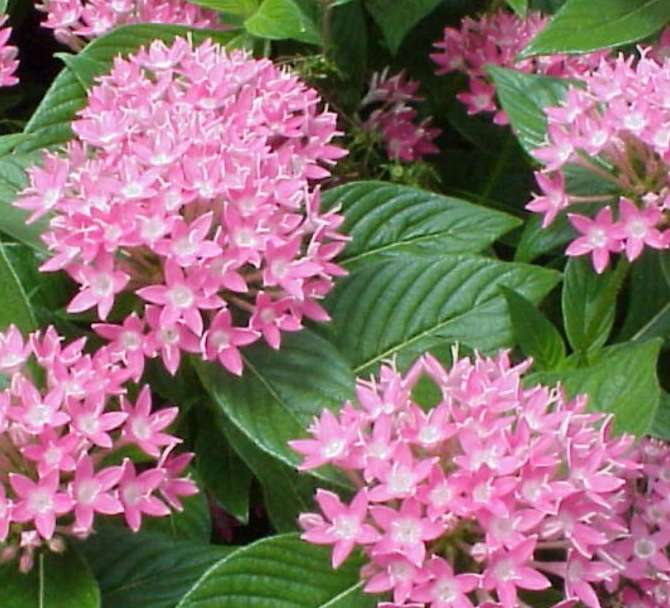 Pentas lanceolata