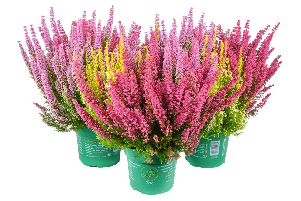 Erica gracilis 'Beauty Queen Trio'