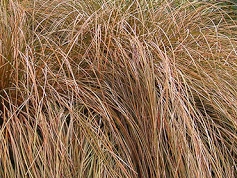 Carex flagellifera 'Auruga'