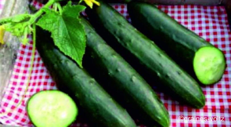 Concombre greffé 'Murza'