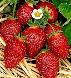 Fraisier 'Magnum'