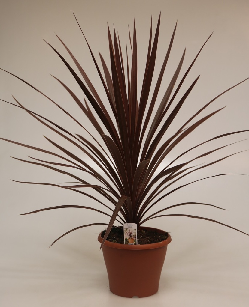 Cordyline australis 'Red Star'