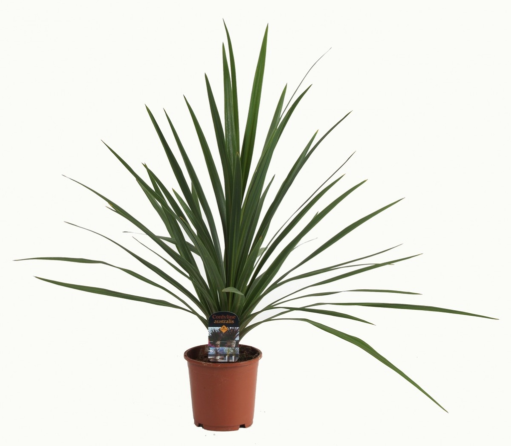 Cordyline australis 'Verde'