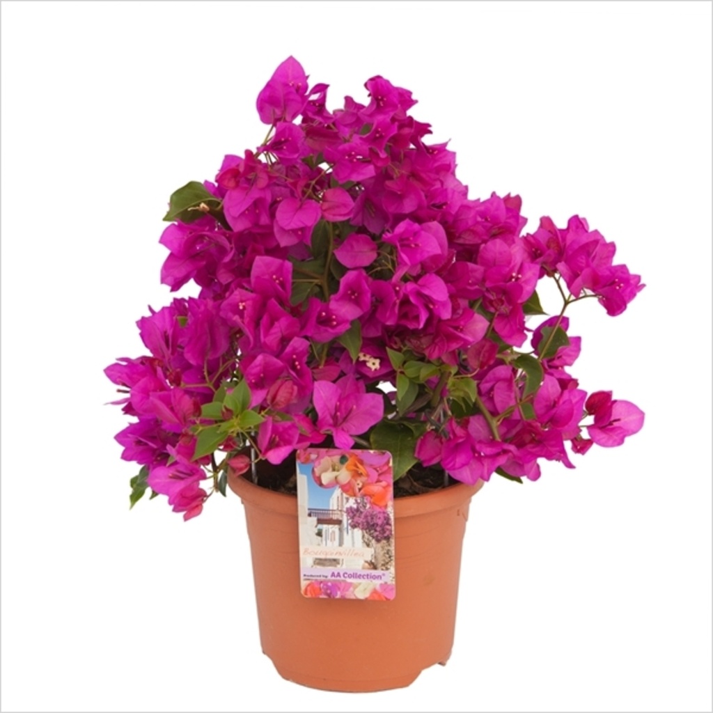 Bougainvillea glabra 'Sanderiana' Mauve