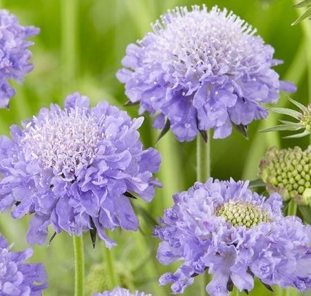 Scabiosa columbiana 'Mariposa Blue'