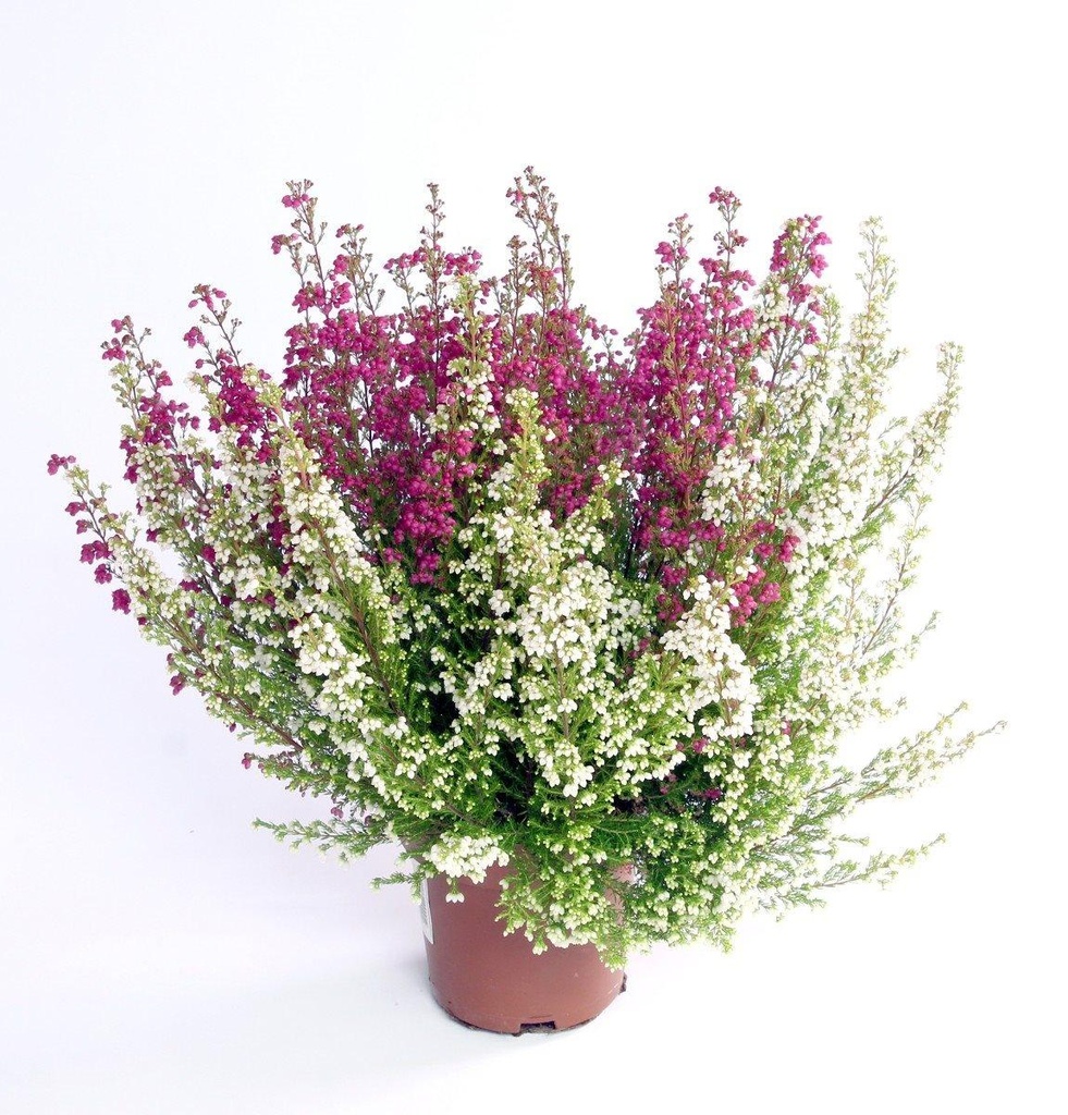 Erica gracilis 'Bicolor' Twin