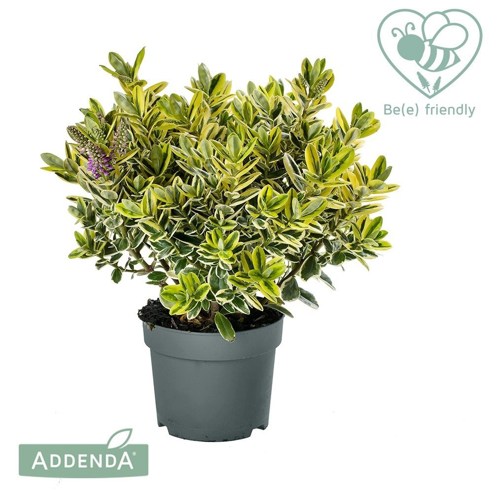 Hebe addenda 'Golden Katrina'