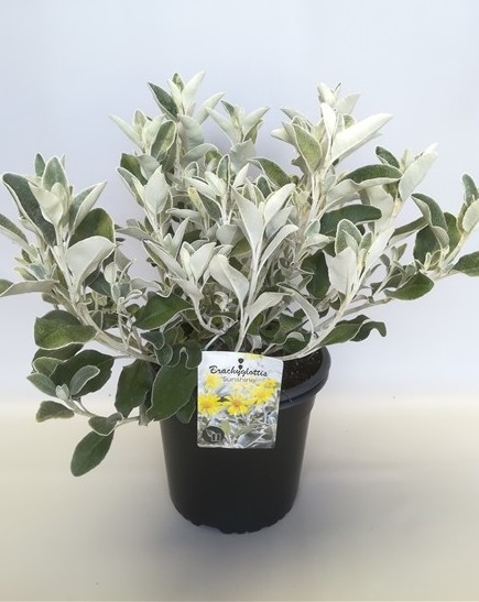 Brachyglottis 'Grey Sunshine'