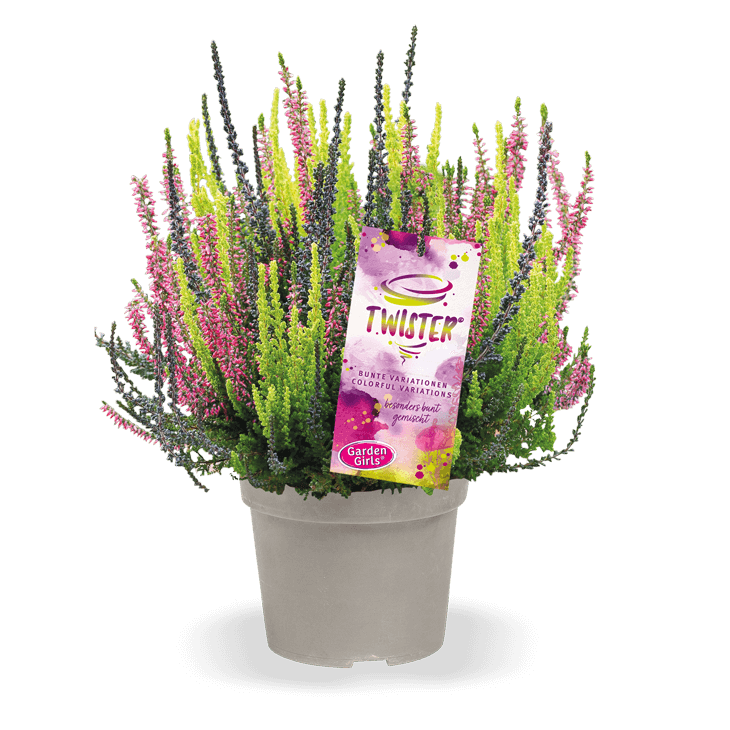 Calluna vulgaris 'Twiter Girls'