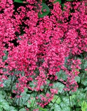 Heuchera 'Paris'